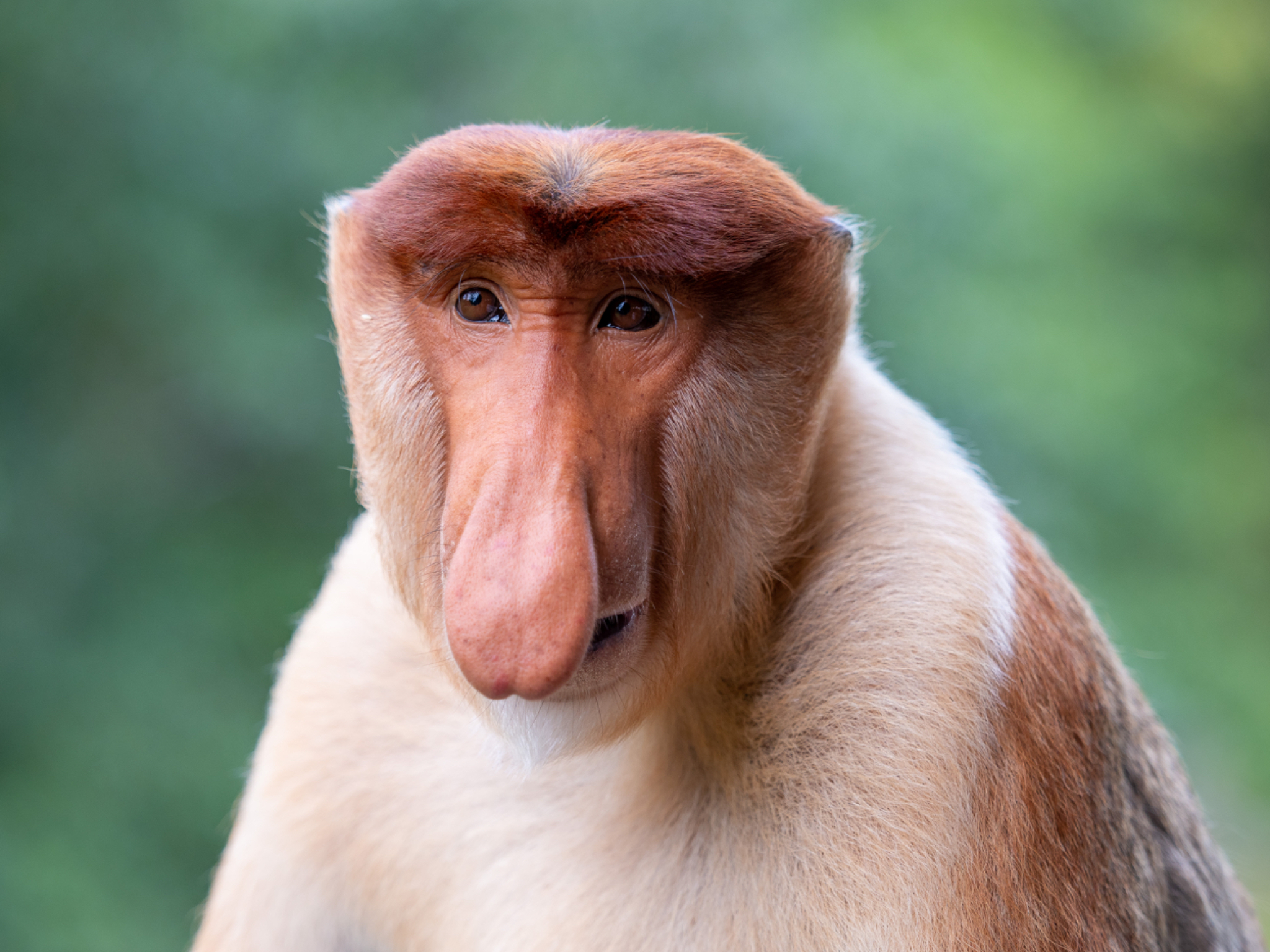 Proboscis Monkey Portrait 3